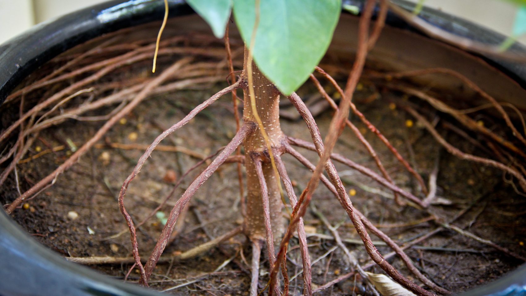 The exposed root structure of a Malayan banyan sapling.